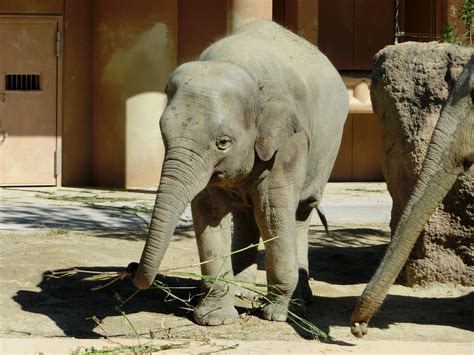 やまこじ On Twitter 草を食べるアヌラとさくらちゃん🌿🐘 東山動物園 アジアゾウ