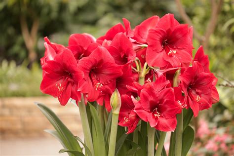 4k 5k 6k 7k Butterflies Amaryllis Red Hd Wallpaper Rare Gallery