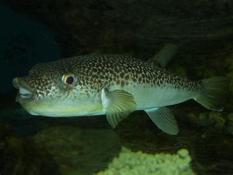 ショウサイフグ｜としとしweb水族館・魚図鑑