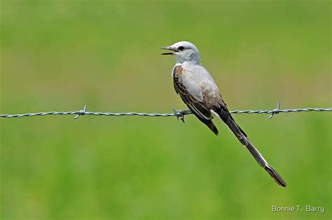 "Oklahoma State Bird" by Bonnie T. Barry | Redbubble