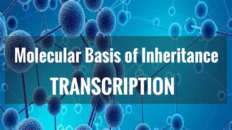 Molecular Basis Of Inheritance Transcription YouTube