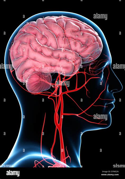 Blood Supply Of Brain Anatomy