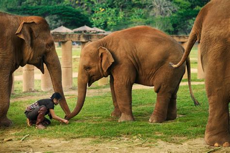 Visit Elephant Nature Park — Trunks Up