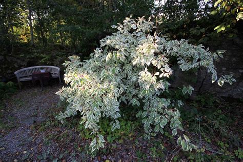 Cornus alba ’Elegantissima’ | Viridis