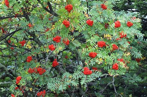 Sorbus americana (American Mountain Ash, American Rowan, American Rowan ...