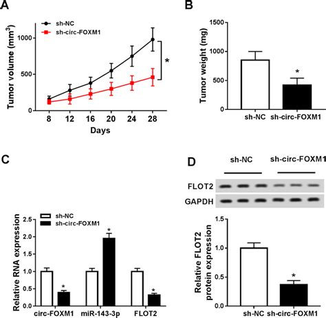 Knockdown Of Circ Foxm Hampered Tumor Growth In Vivo Sh Circ Foxm Or