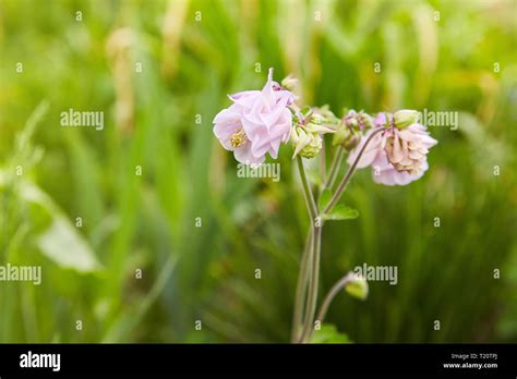 Pink Aquilegia Flower On Natural Background Close Up Macro Home