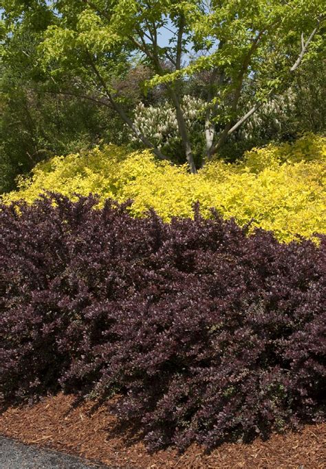 Crimson Pygmy Dwarf Japanese Barberry Monrovia Plant