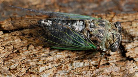 The differences between periodical and annual cicadas | WHNT.com