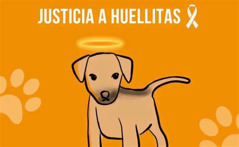 Dictan denuncia formal de joven que asesinó perrito en Puebla recibirá