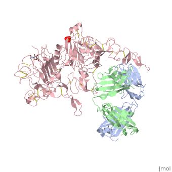 Herceptin - Mechanism of Action - Proteopedia, life in 3D