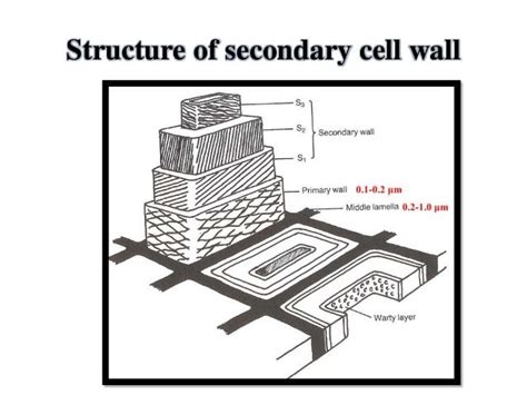 Primary and secondary cell wall