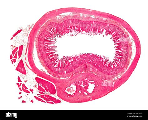 Cat Small Intestine Light Micrograph Of A Section Through The Duodenum