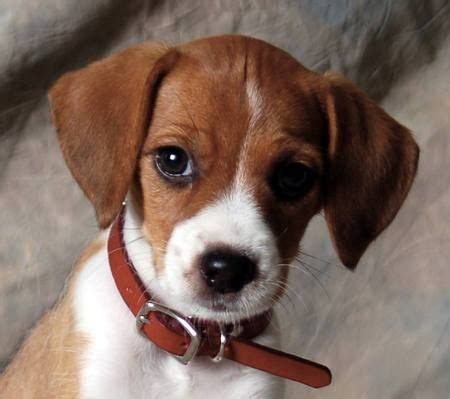 Jack Russell Beagle Mix Breeds