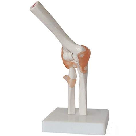 Buy Anatomy Model Assembly Educational Model Learn Aid Human