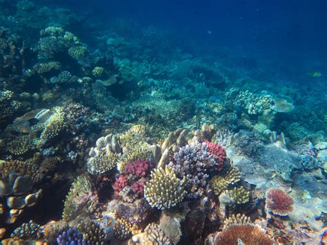 Cubierta De Corales De La Gran Barrera Australiana Alcanza Niveles