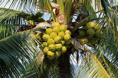 Optimizing Coconut Orchard Operations A Comprehensive Management Guide