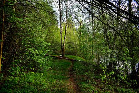 Footpath In Forest · Free Stock Photo