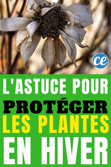 N Oubliez Pas De Prot Ger Vos Plantes En Hiver Voici Une Astuce