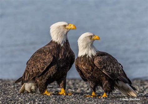 How Big Are Bald Eagles Your Questions Answered