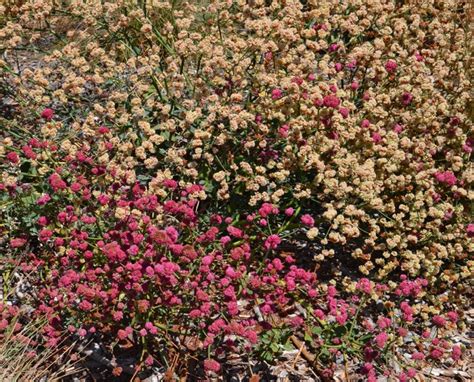 Naked Buckwheat Eriogonum Nudum Garden San Francisco By Pete