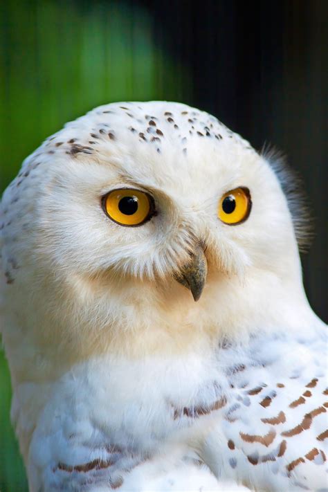 Snowy Owl Facts (and Where to Find Them!) - Birds and Blooms