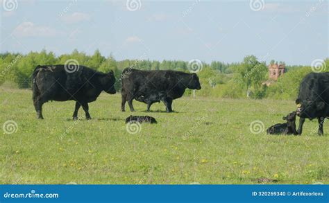 Vacas De Angulas Negras O Manadas Ternera De Angulas Negras