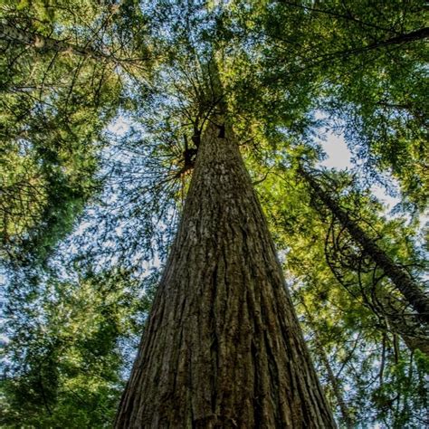 Scientific name: Thuja plicata