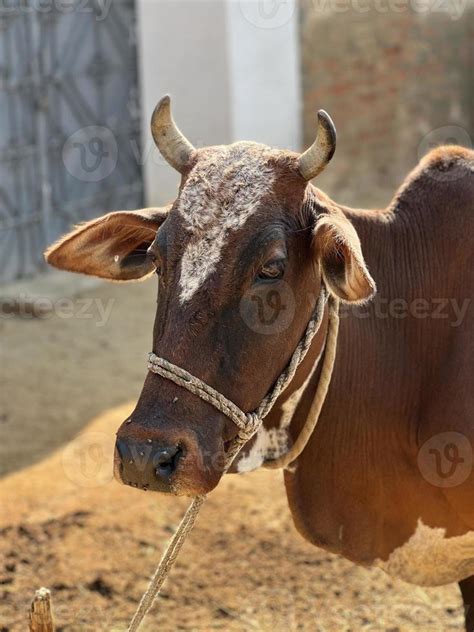 Cow and her baby white and brown 14565156 Stock Photo at Vecteezy