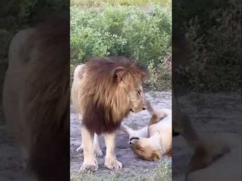 Lion And Lioness Having Sex Moaning Is Damn Scary YouTube