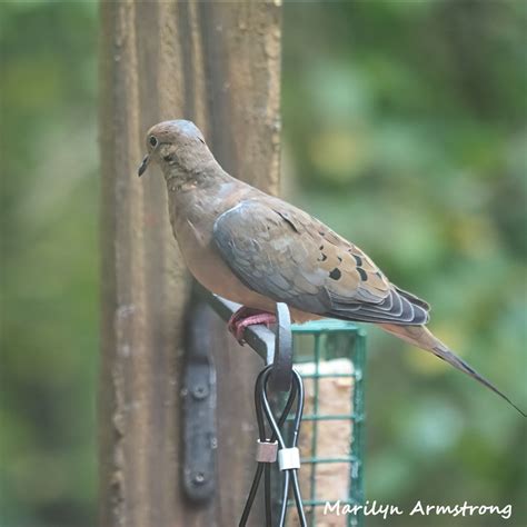 MOURNING DOVES – SERENDIPITY – SEEKING INTELLIGENT LIFE ON EARTH