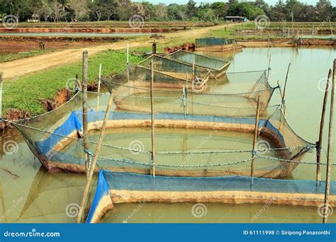 Cage Fish Farming In Ponds Royalty Free Stock Photography