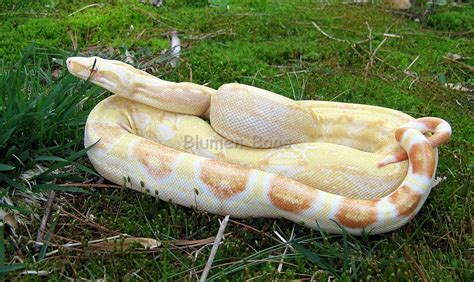 Boa Morphs - descriptions of various Boa Constrictor Morphs