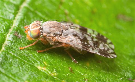 Diptera Info Discussion Forum Tephritidae Id Tephritis Leontodontis