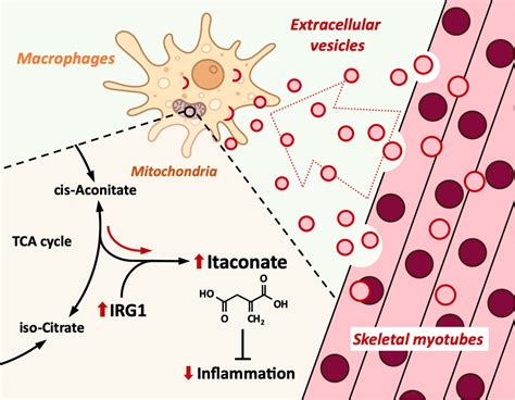 Frontiers Skeletal Myotube Derived Extracellular Vesicles Enhance