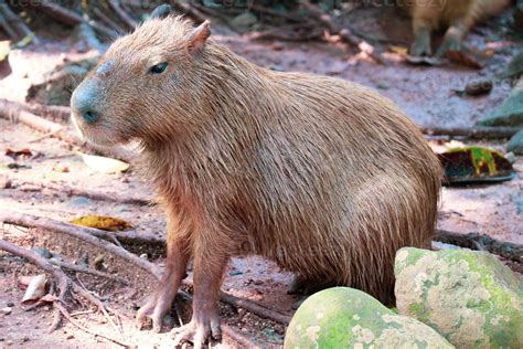 Capybara Hydrochoerus Hydrochaeris En El Zoo De Ragunan Yakarta