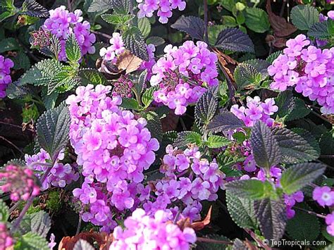 Lantana Montevidensis Lantana Sellowiana Trailing Lantana