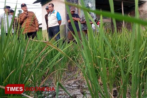 Terancam Gagal Panen Akibat Kekeringan Bambang Haryo Asuransikan Lahan