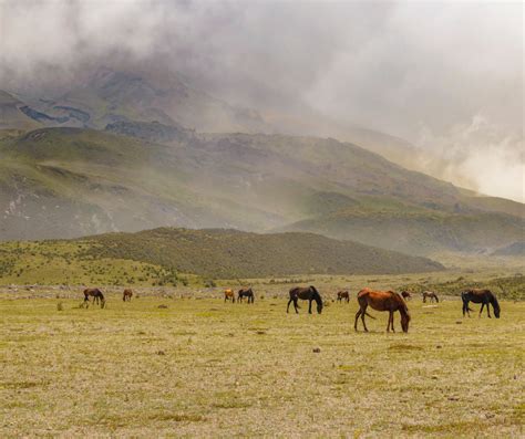 Cotopaxi Volcano — OneSeed Expeditions