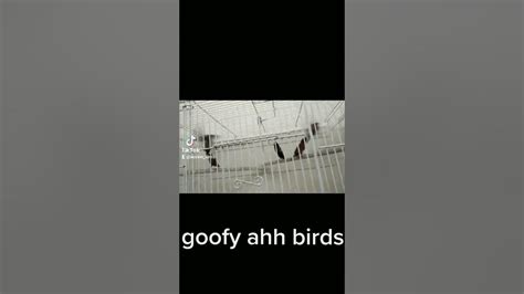 Goofy Ahh Birds 💀 Youtube