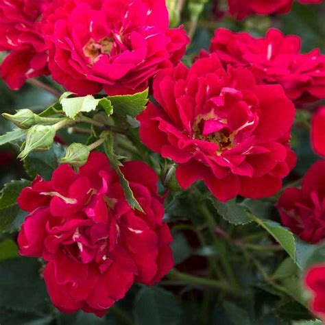 Red Drift® Rose | Great Garden Plants