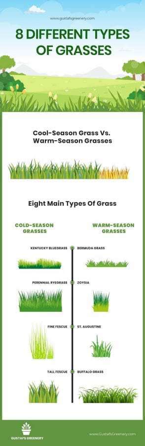 Understanding The 8 Main Grass Types