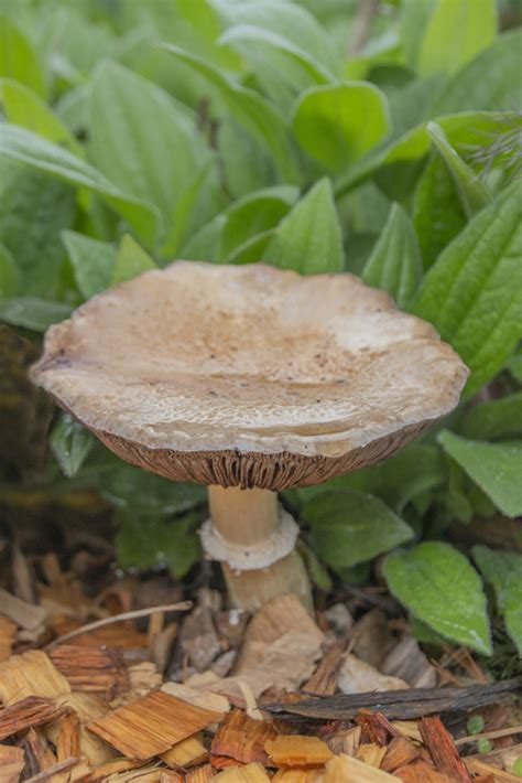 Field And Button Mushrooms From Hillwood Gardens Washington DC USA On