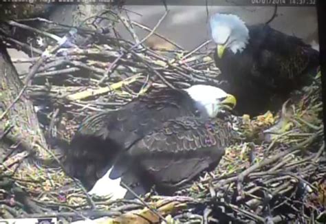 Pittsburgh Eagle Cam: Find Out Why Everyone Is Watching