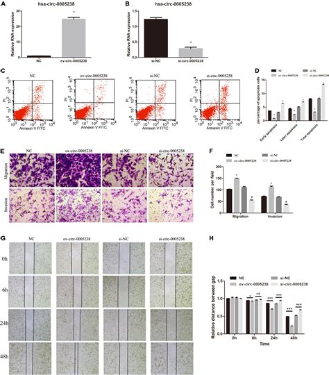 Frontiers Circular RNA Hsa Circ 0005238 Enhances Trophoblast