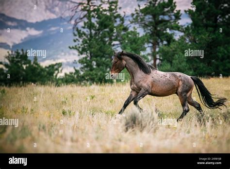 Wild mustang horse running in a field Stock Photo - Alamy