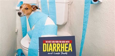 The Best Dog Food for Dogs With Diarrhea and Loose Stools