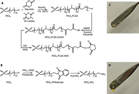 Figure Synthesis Scheme Of A Peg Plga Nhs And B Peg Nh