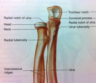 Elbow Anatomy - Musculoskeletal ultrasoundUpper extremities