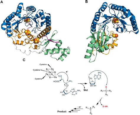 Frontiers Radical Sam Enzymes And Ribosomallysynthesized And Post